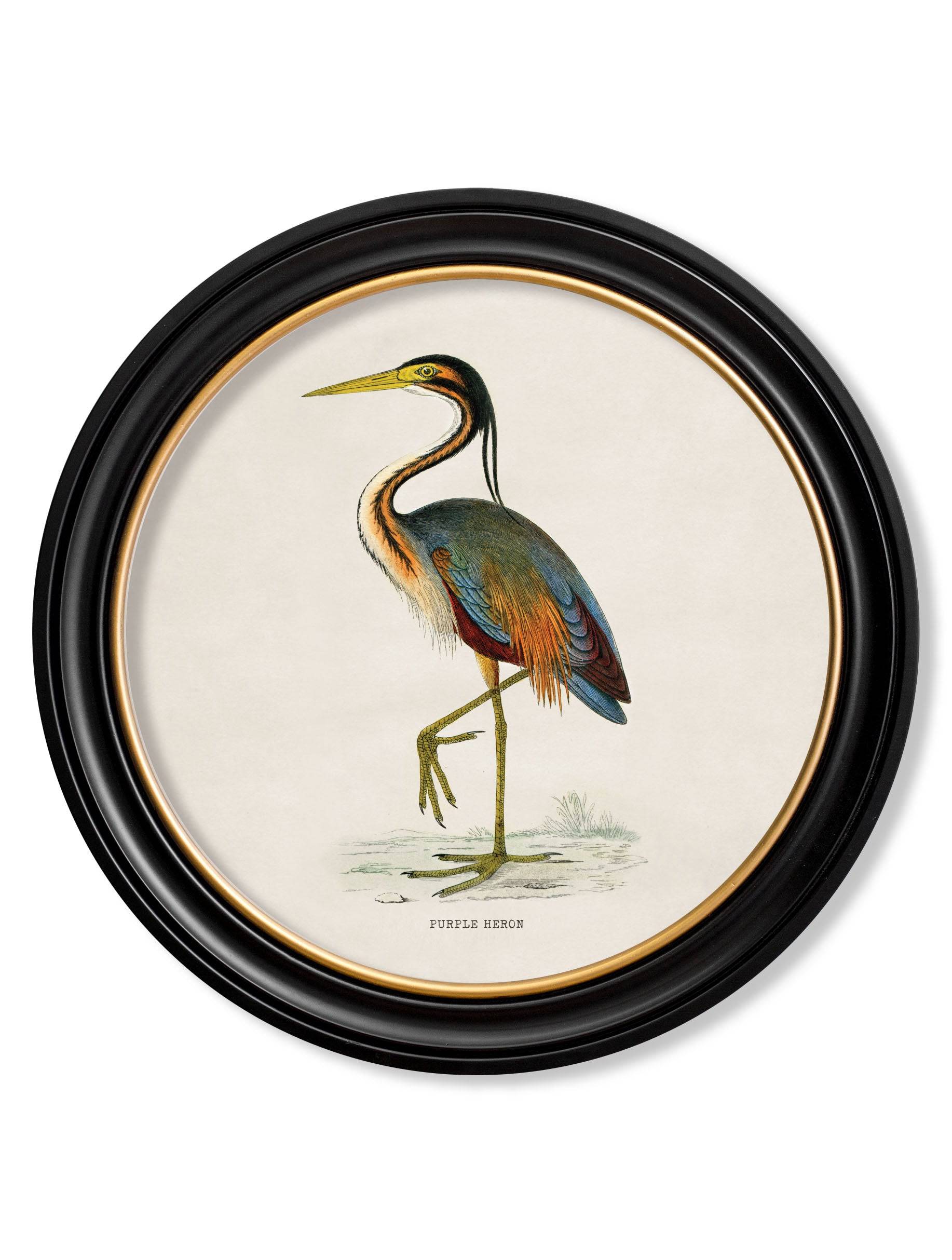 Secure Hand-Finished c.1870 Wading Bird Collection in Custom Wood Round Frames