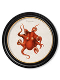 Secure Hand-Finished c.1876 Marine Life Collection in Custom Wood Round Frames