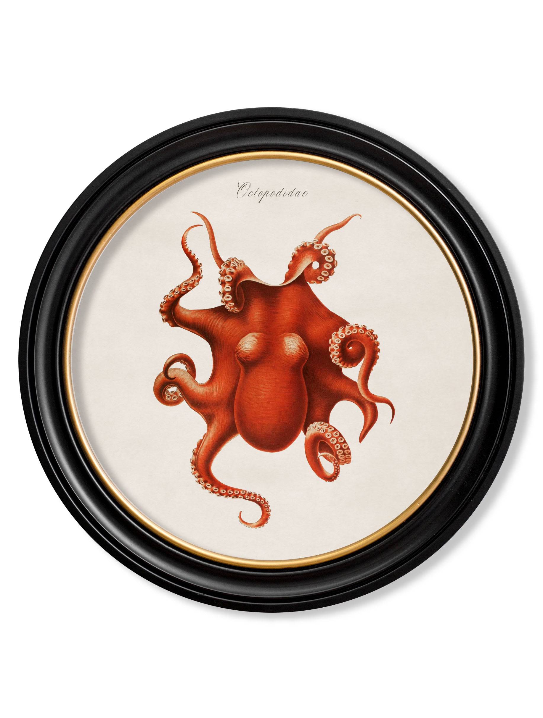 Secure Hand-Finished c.1876 Marine Life Collection in Custom Wood Round Frames