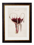 Secure Hand-Finished c.1876 Marine Life Prints with Minimal Carbon Footprint