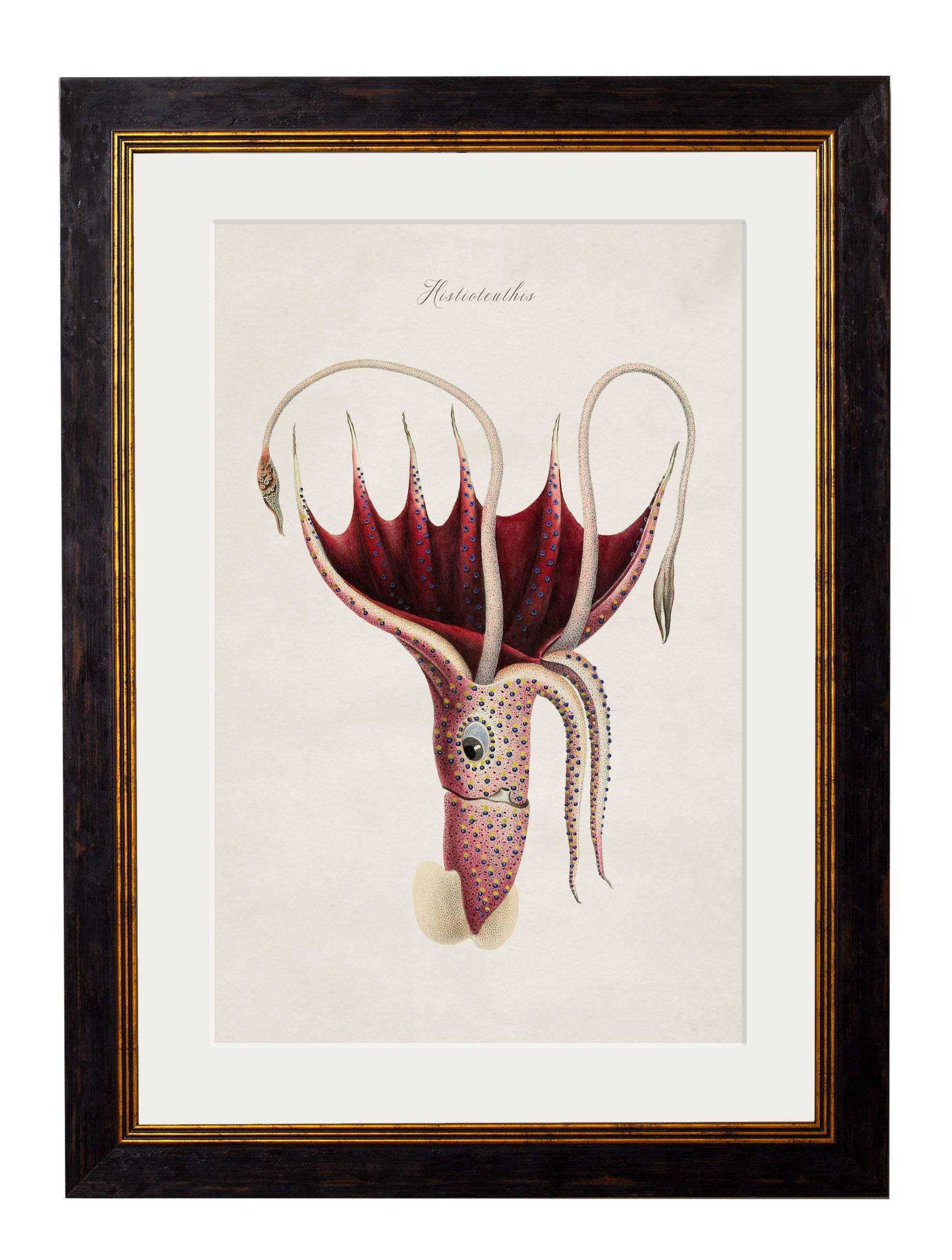 Secure Hand-Finished c.1876 Marine Life Prints with Minimal Carbon Footprint