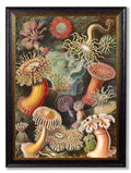 Secure Hand-Finished c.1904 Haeckel Collection with Minimal Carbon Footprint
