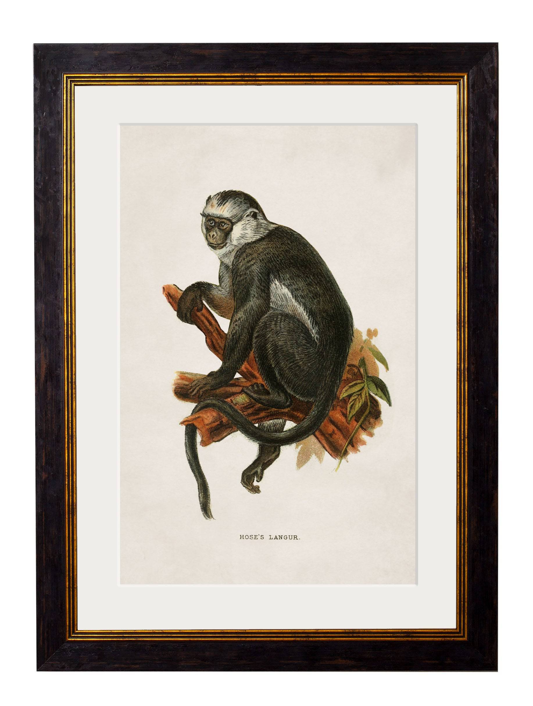 Secure Hand-Finished c.1910 Hose's Langur Art for Natural History Decor