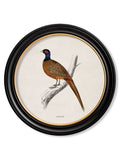 Secure High Quality c.1809 British Birds Round Framed Art Set - Hand Assembled