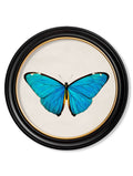 Secure High Quality c.1836 Tropical Butterflies Round Framed Art Set - Hand Assembled