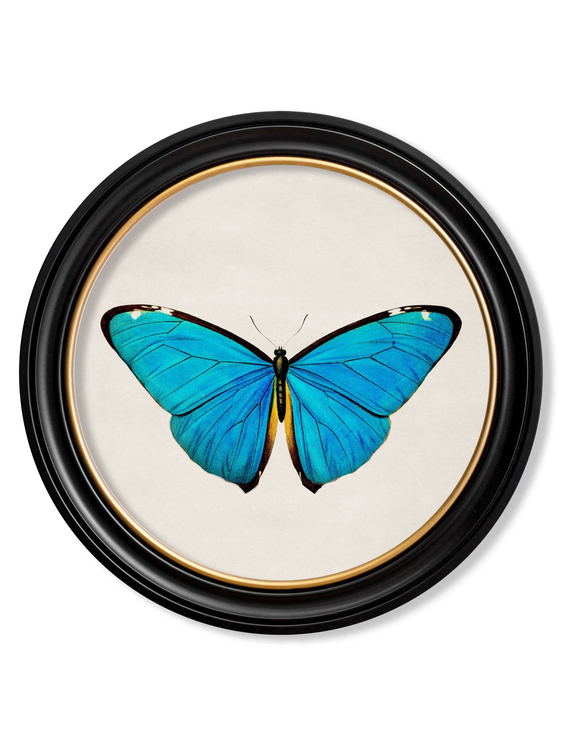Secure High Quality c.1836 Tropical Butterflies Round Framed Art Set - Hand Assembled