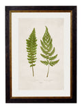 Secure Set of 4 Victorian Fern Prints for a Sophisticated Gallery Wall