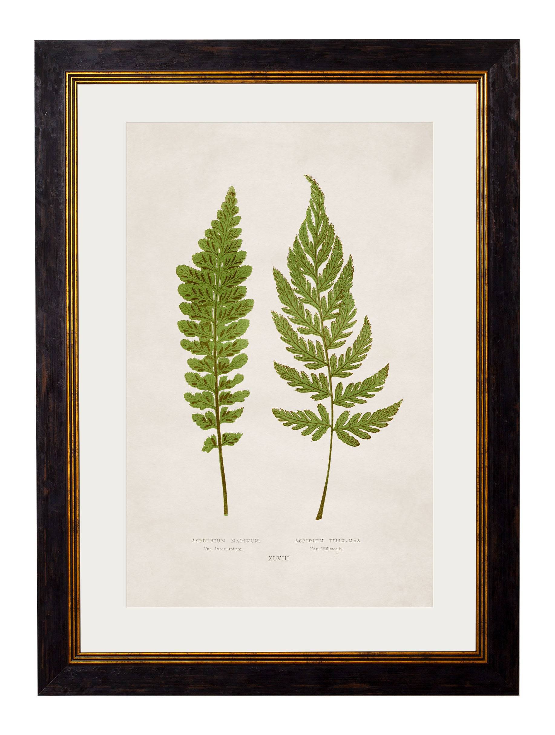 Secure Set of 4 Victorian Fern Prints for a Sophisticated Gallery Wall