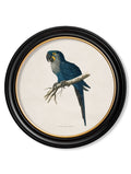 Secure Set of 4 W.T. Greene Macaw Prints in Modern Circular Wood Frames