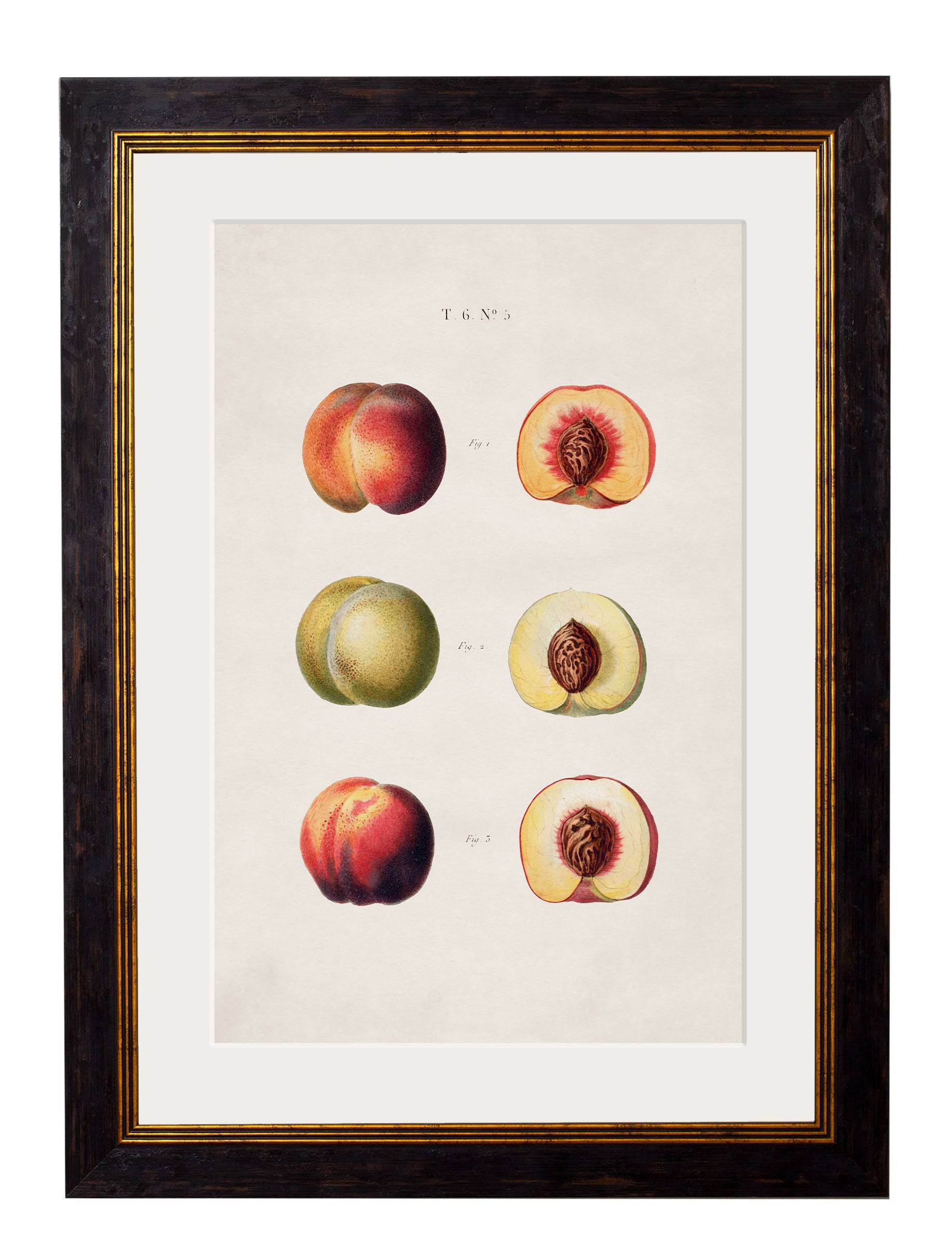 Secure c.1819 Study of British Fruit Framed Prints with Minimal Carbon Footprint