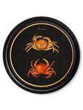 Secure c.1876 Marine Animals Set of Four Round Black Framed Art Prints