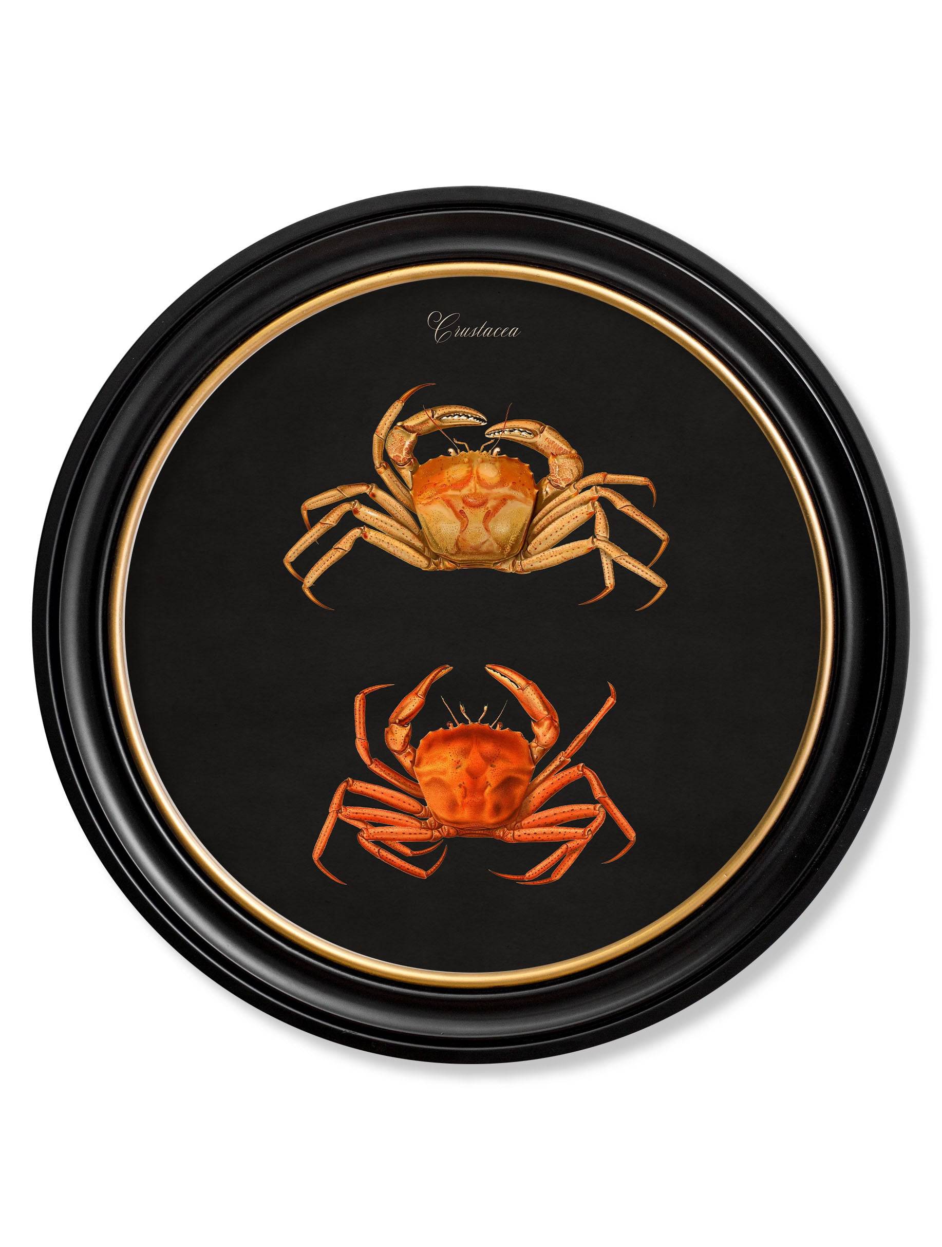 Secure c.1876 Marine Animals Set of Four Round Black Framed Art Prints
