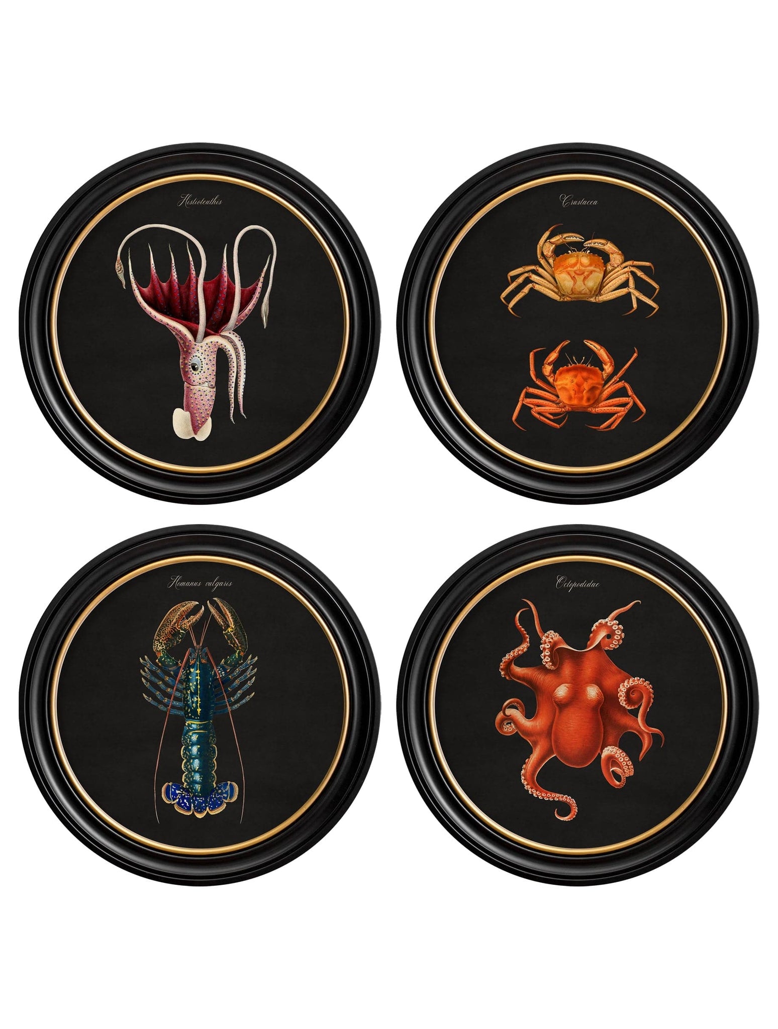 C.1876 Marine Animals in Round Frames - Black - Blythe Living