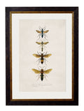 Shop 1892 Antique Style Bee and Wasp Art Prints on Archival Matte Paper