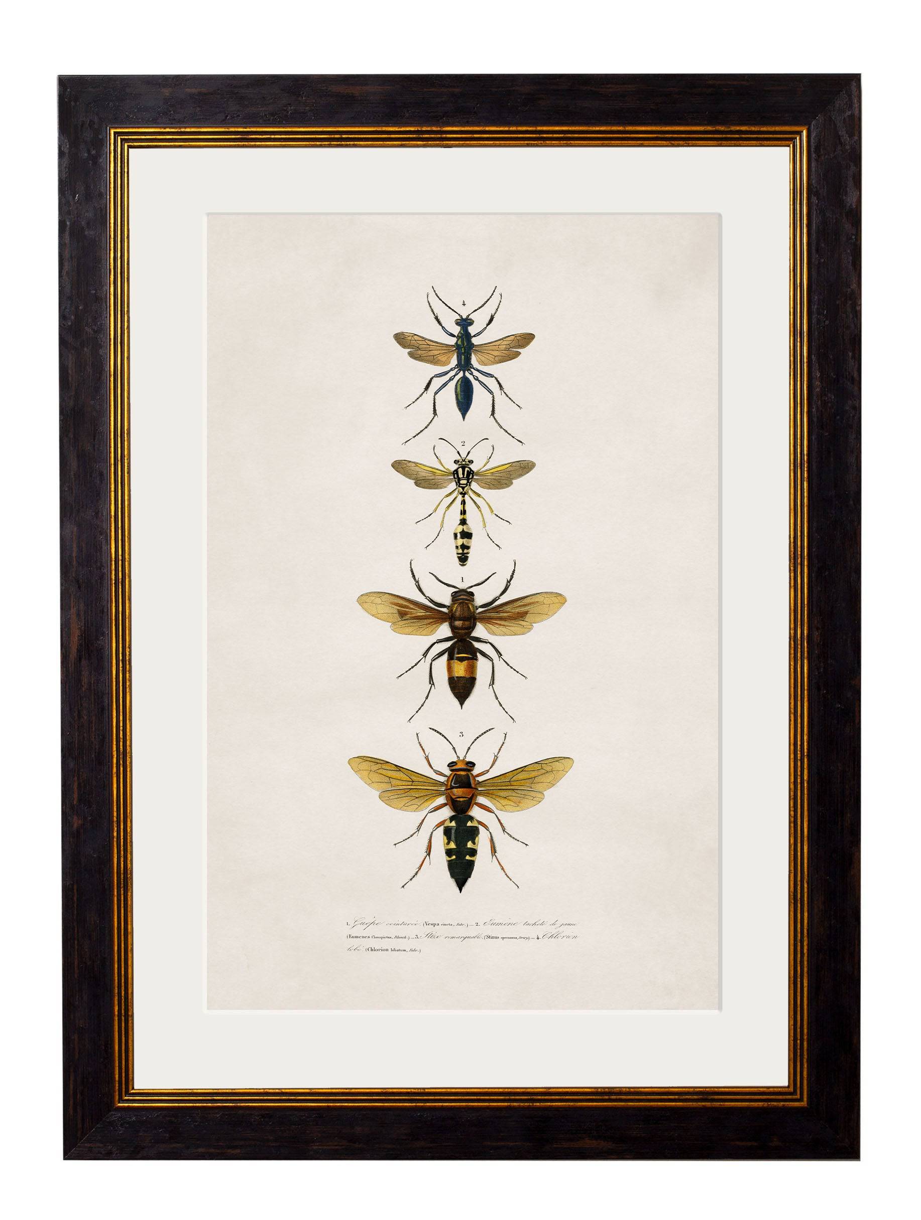 Shop 1892 Antique Style Bee and Wasp Art Prints on Archival Matte Paper