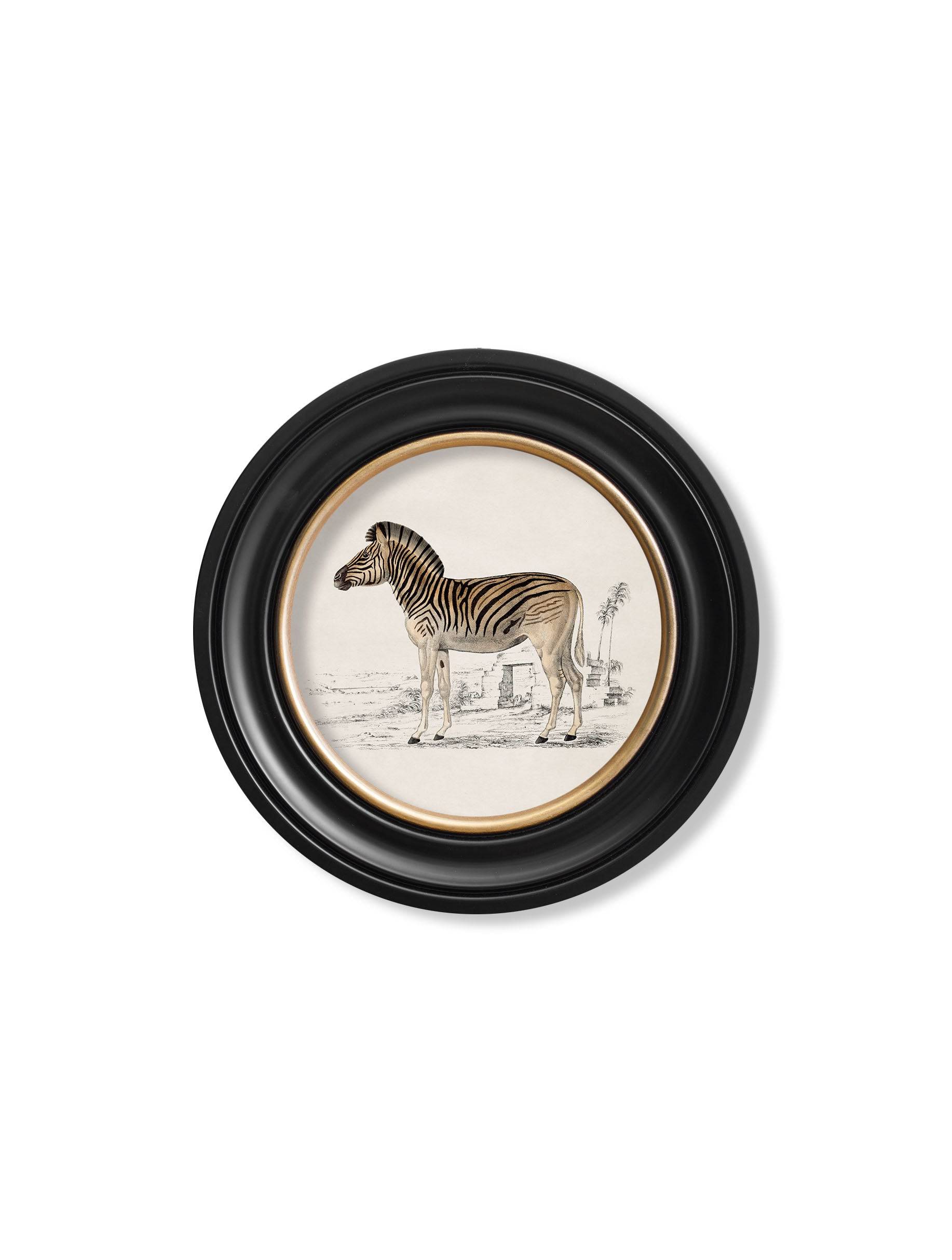 Shop 18th century French zebra round framed wall art Blythe Living
