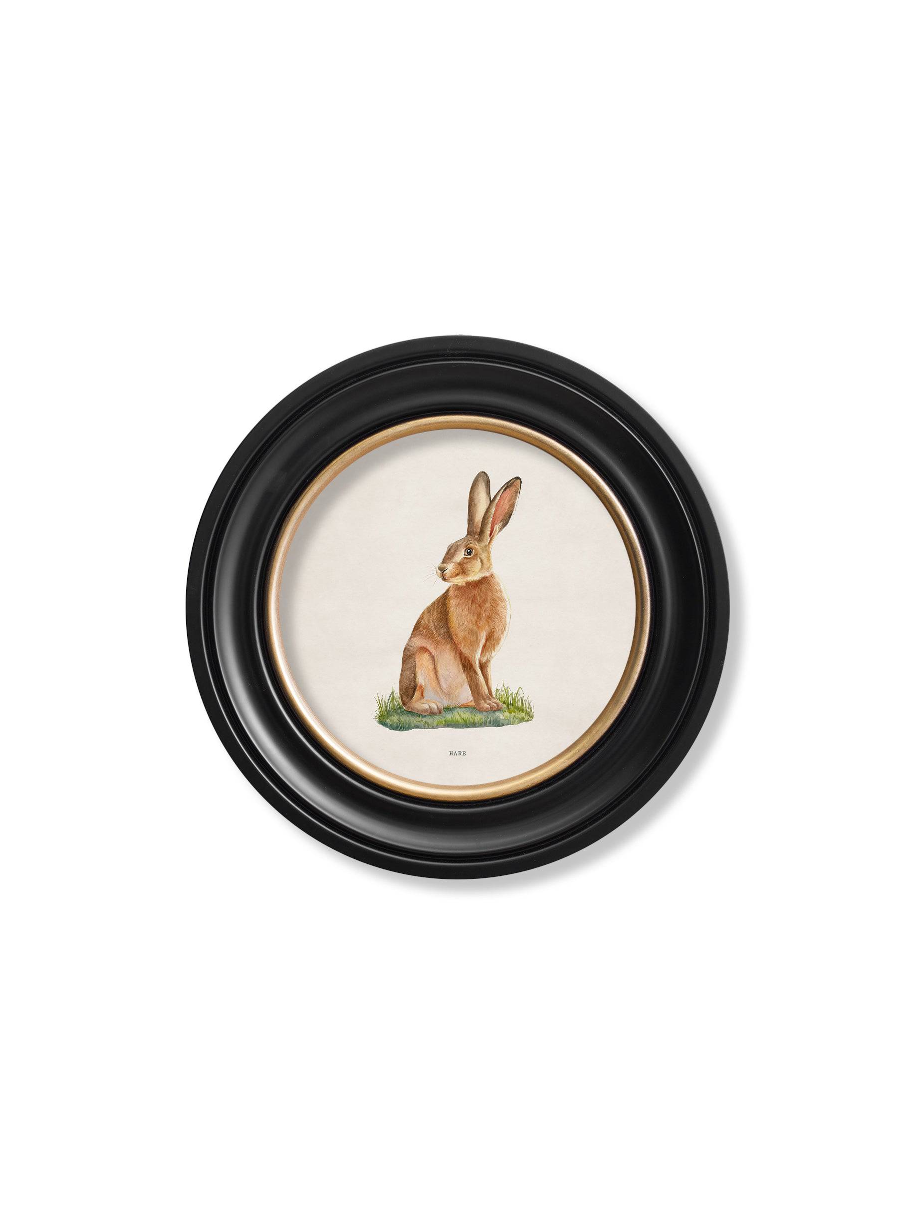 Shop 19th-century hare illustration round wall decor