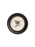 Shop 19th-century inspired wren illustration round wall decor
