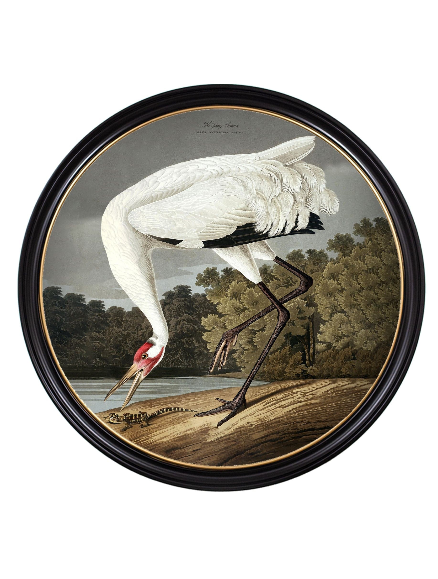 Shop 44x44cm Hooping Crane framed illustration UK