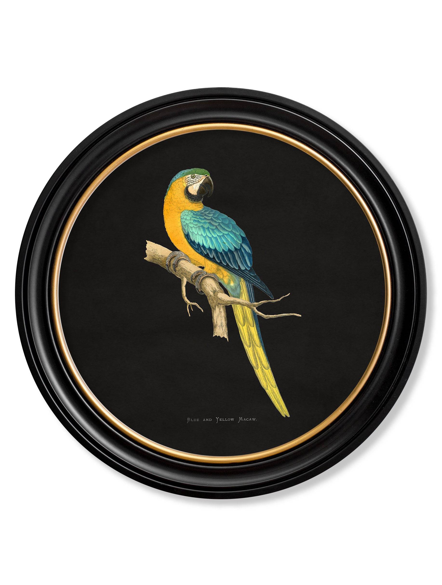 Shop Blythe Living Military Macaw round frame botanical art