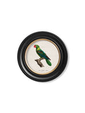 Shop British Made C.1800's Great Billed Parrot Round Wall Art Hand-Assembled in UK