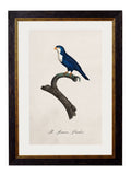 Shop British Made c.1800's Parrot Collection Wall Art for Large Spaces