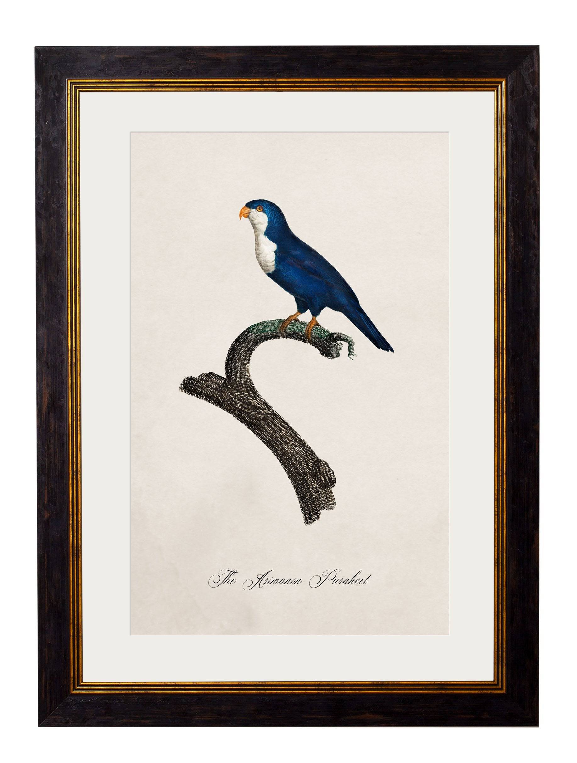 Shop British Made c.1800's Parrot Collection Wall Art for Large Spaces