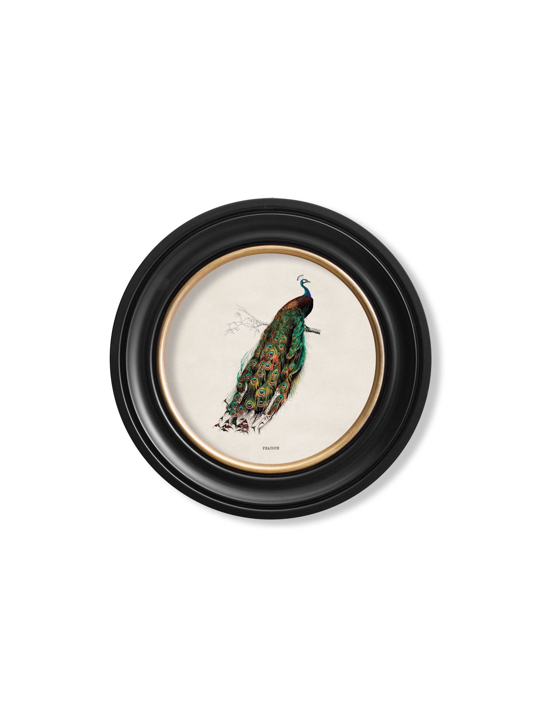 Shop British Made c.1809 British Birds Round Wall Art for Country Homes