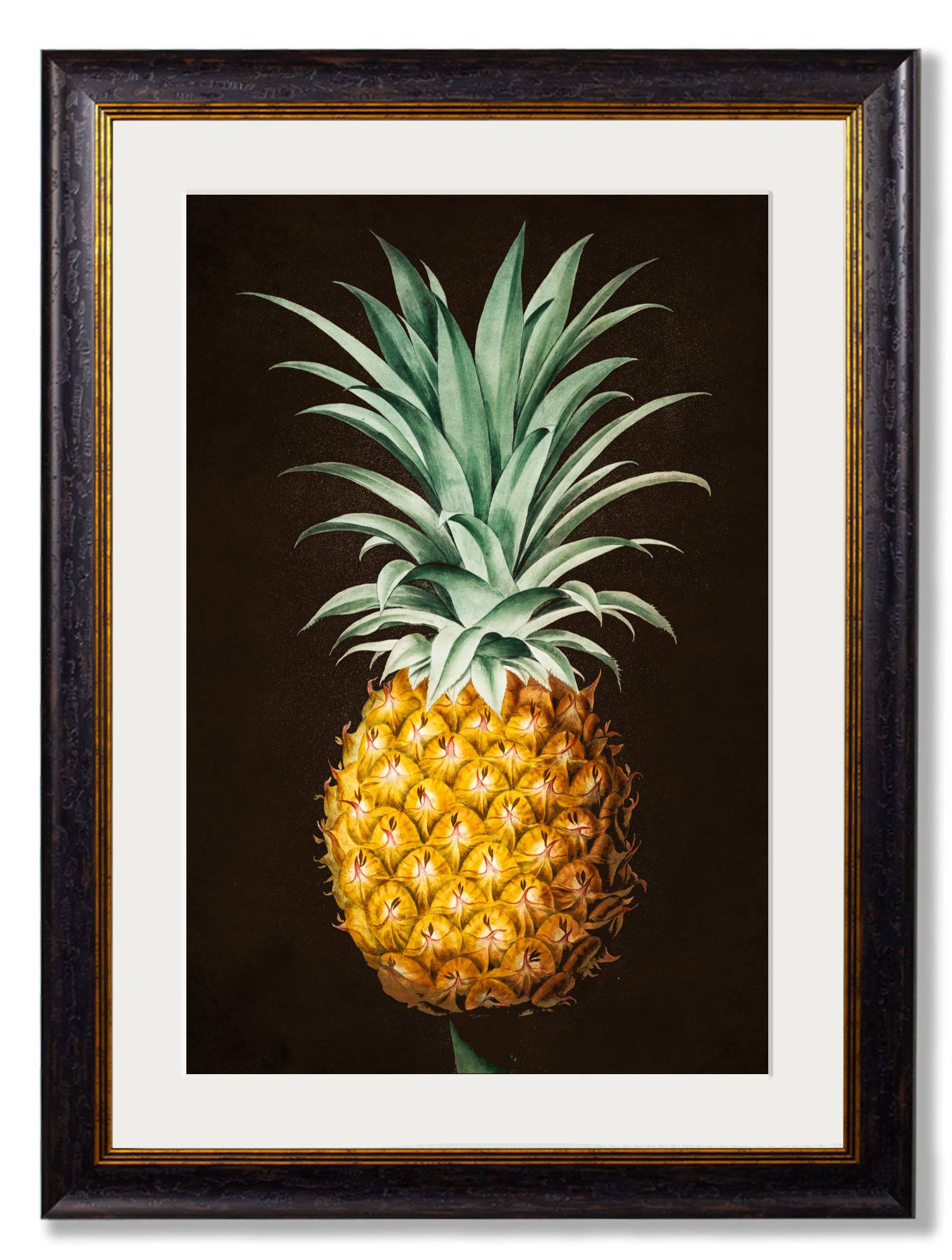 Shop British Made c.1812 Pineapple Study (Black) for Bold Home Decor