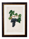 Shop British Made c.1817 Botanical Grapes Wall Art for Kitchens and Dining Rooms