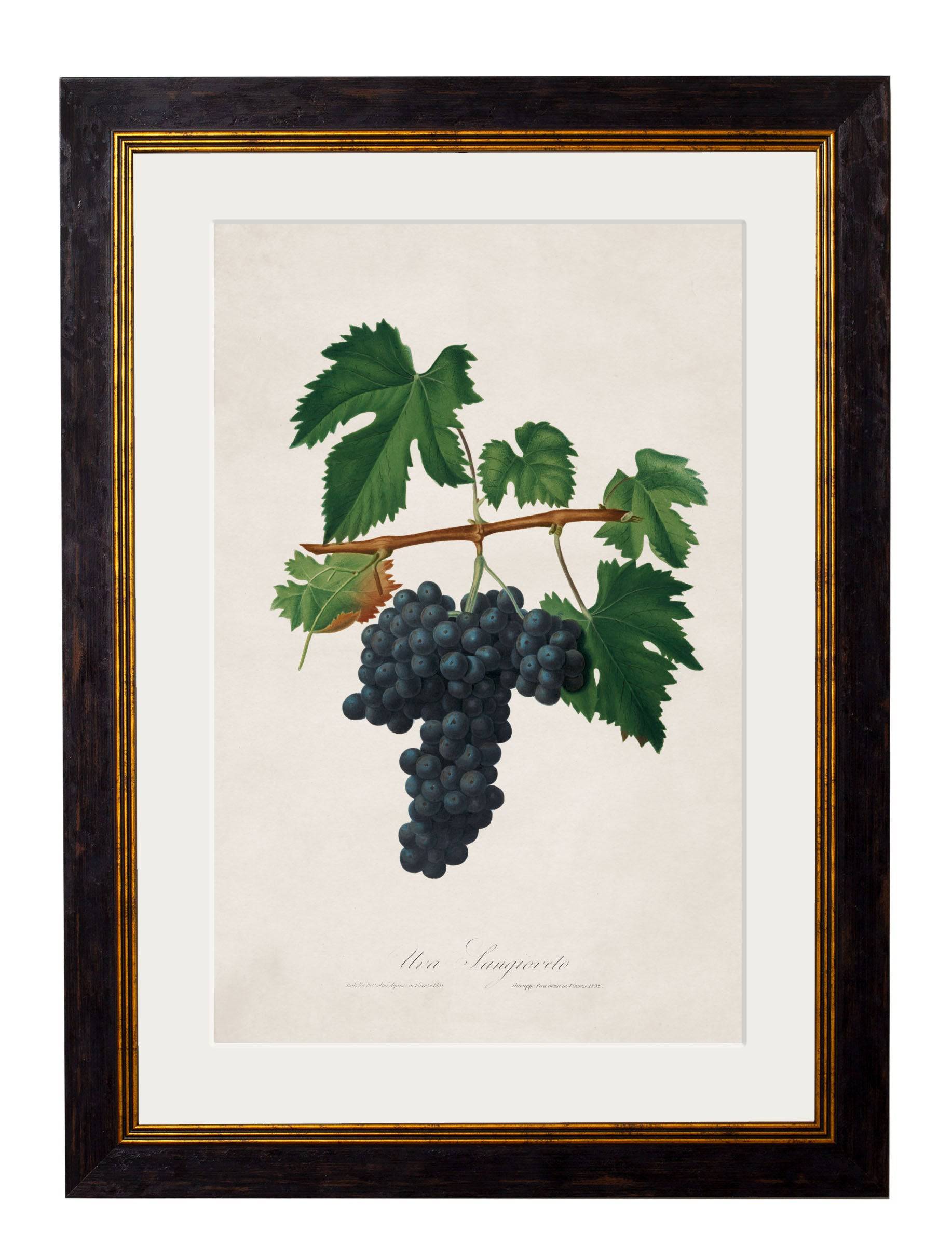 Shop British Made c.1817 Botanical Grapes Wall Art for Kitchens and Dining Rooms