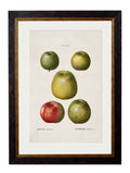 Shop British Made c.1819 Apple and Pear Wall Art for Kitchen Interiors