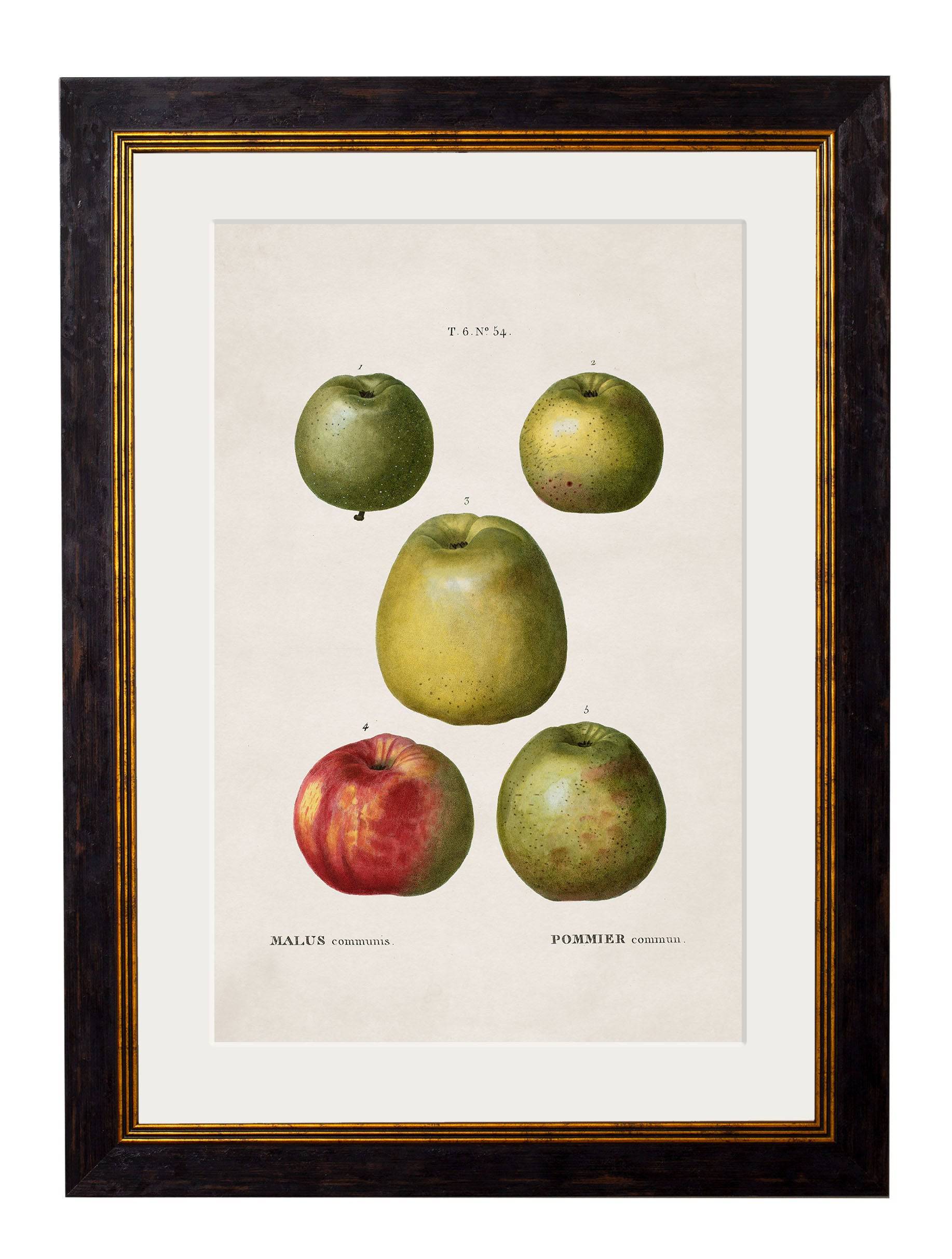 Shop British Made c.1819 Apple and Pear Wall Art for Kitchen Interiors