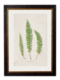 Shop British Made c.1831 Wood Fern Wall Art Hand-Assembled in UK