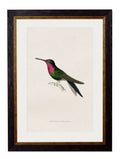 Shop British Made c.1833 Trochilus Tricolor Wall Art Hand-Assembled in UK