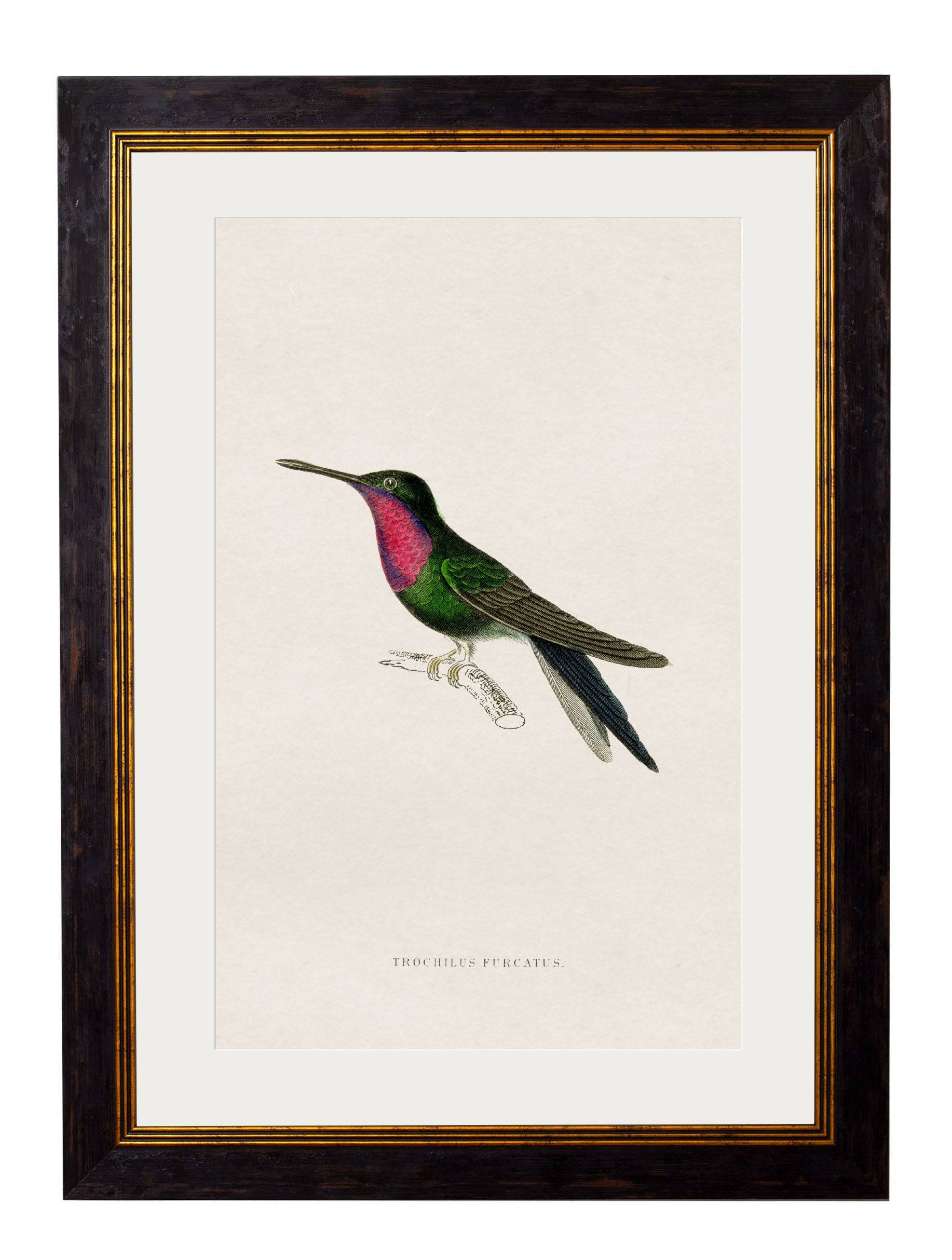 Shop British Made c.1833 Trochilus Tricolor Wall Art Hand-Assembled in UK