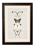 Shop British Made c.1835 Entomological Wall Art Hand-Assembled in UK