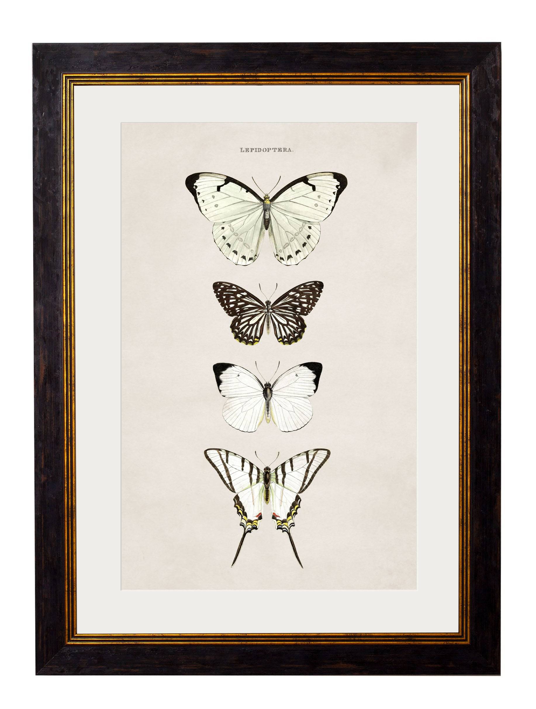Shop British Made c.1835 Entomological Wall Art Hand-Assembled in UK