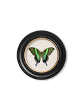 Shop British Made c.1835 Yellow Butterfly Round Wall Art Hand-Assembled in UK