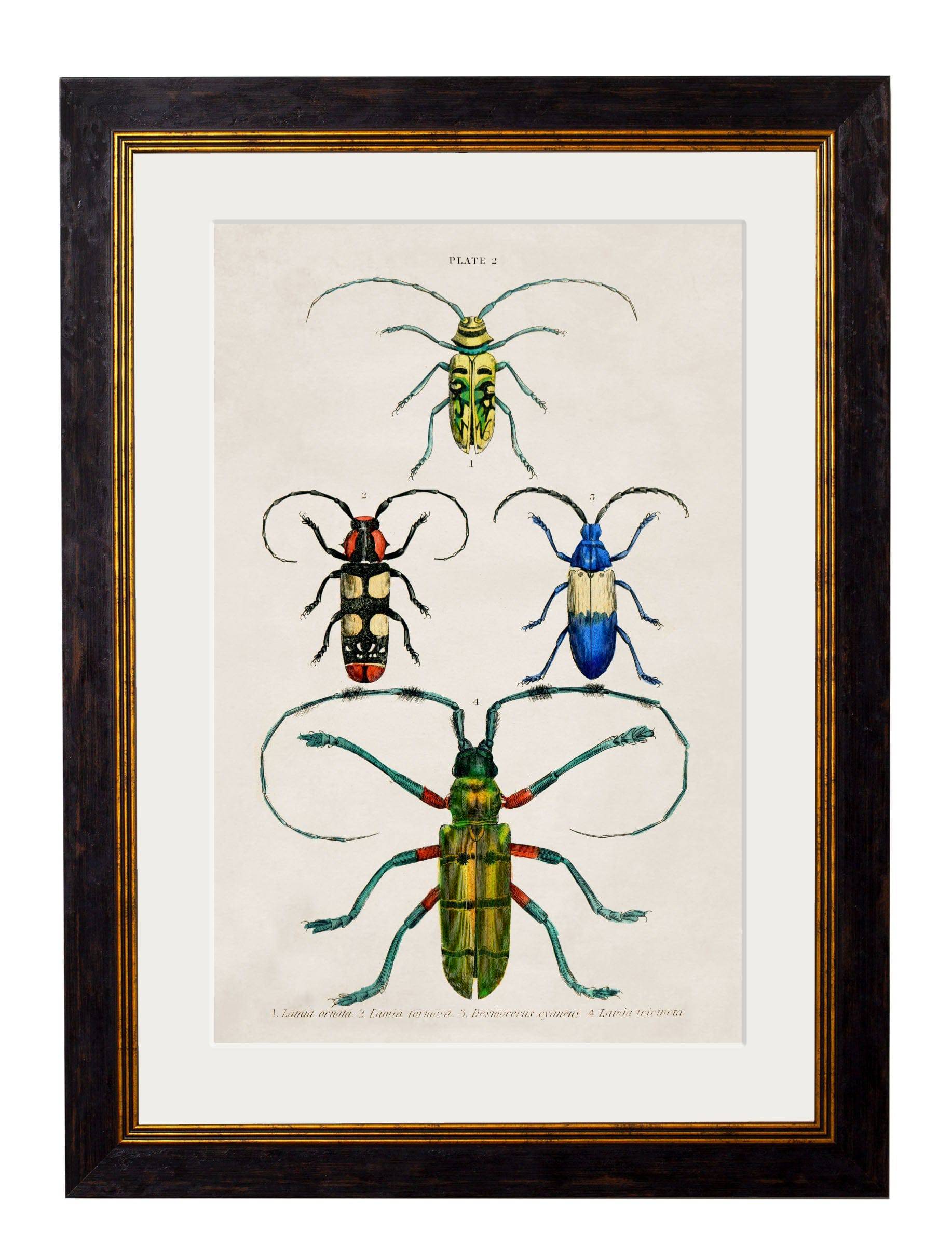 Shop British Made c.1836 Studies of Beetles Wall Art for Eclectic Interiors