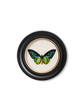 Shop British Made c.1836 Tropical Butterflies Round Wall Art for Modern Interiors