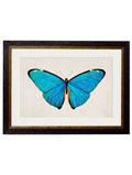 Shop British Made c.1836 Tropical Butterfly Wall Art Hand-Assembled in UK