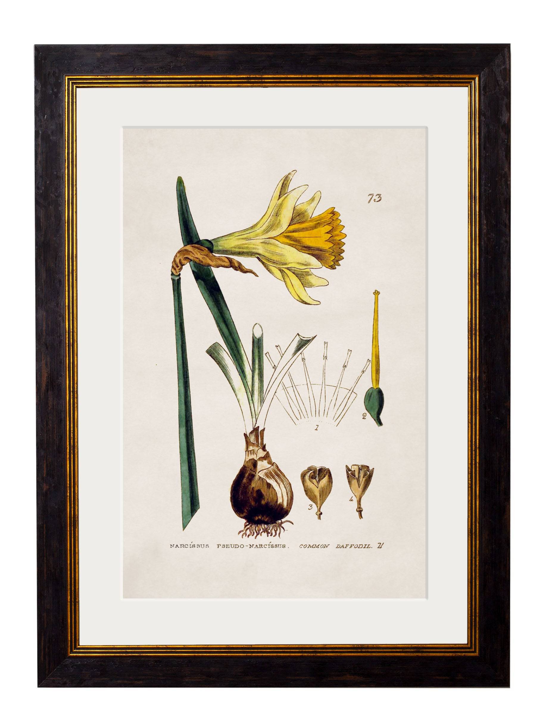 Shop British Made c.1837 British Flowering Plants Wall Art for Country Homes
