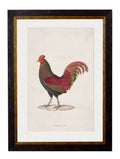 Shop British Made c.1838 Junglefowl Bird Art Hand-Assembled in Britain