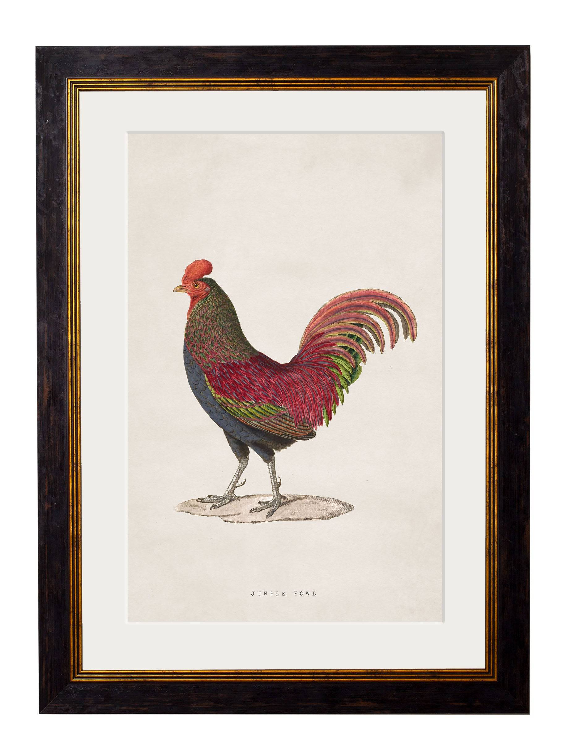 Shop British Made c.1838 Junglefowl Bird Art Hand-Assembled in Britain