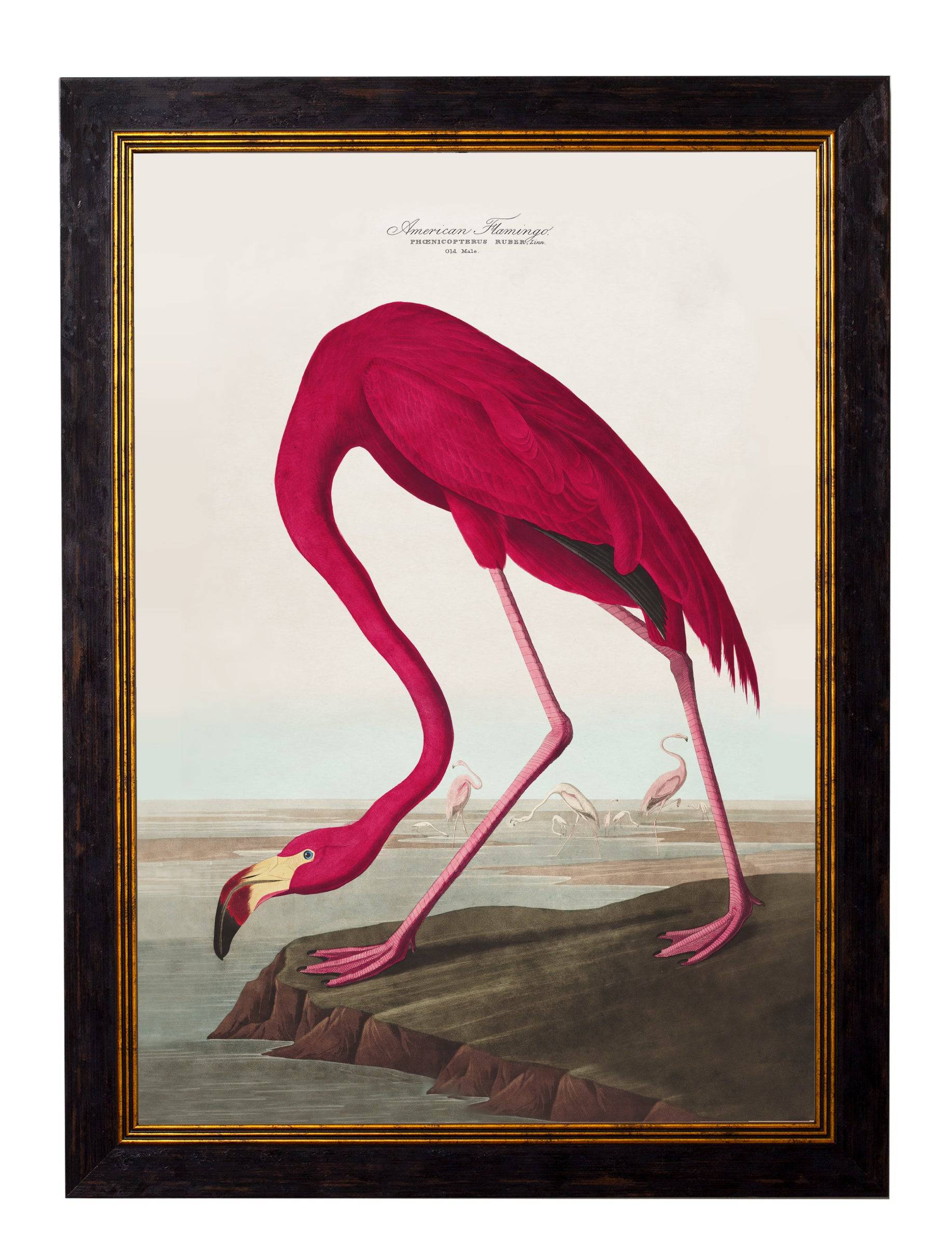 Shop British Made c.1838 Roseate Spoonbill Wall Art Hand-Assembled in UK