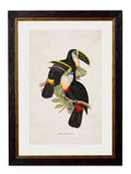 Shop British Made c.1848 Exotic Toucan Wall Art Hand-Assembled in UK