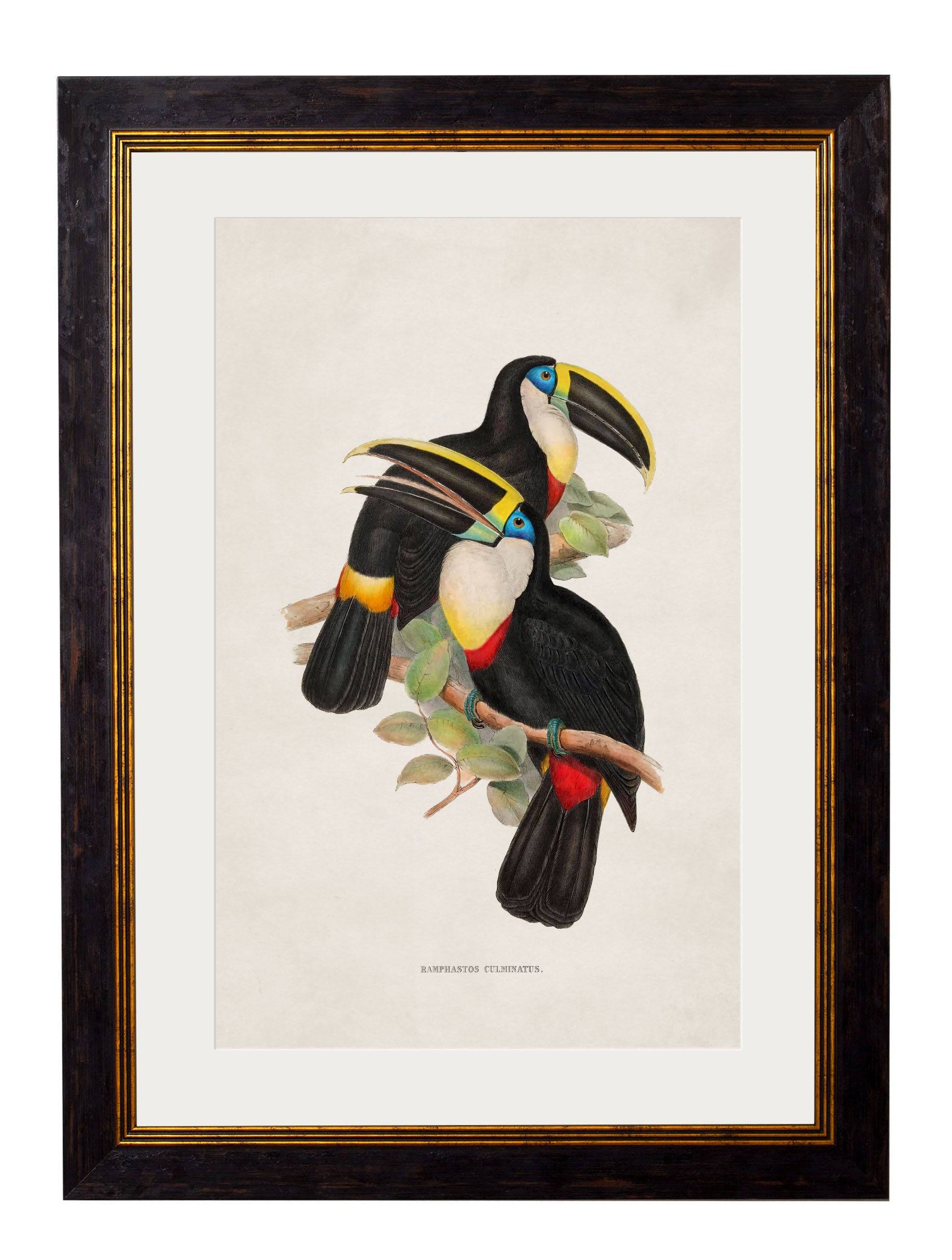 Shop British Made c.1848 Exotic Toucan Wall Art Hand-Assembled in UK