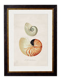 Shop British Made c.1848 Studies of Shells Wall Art Set of 2