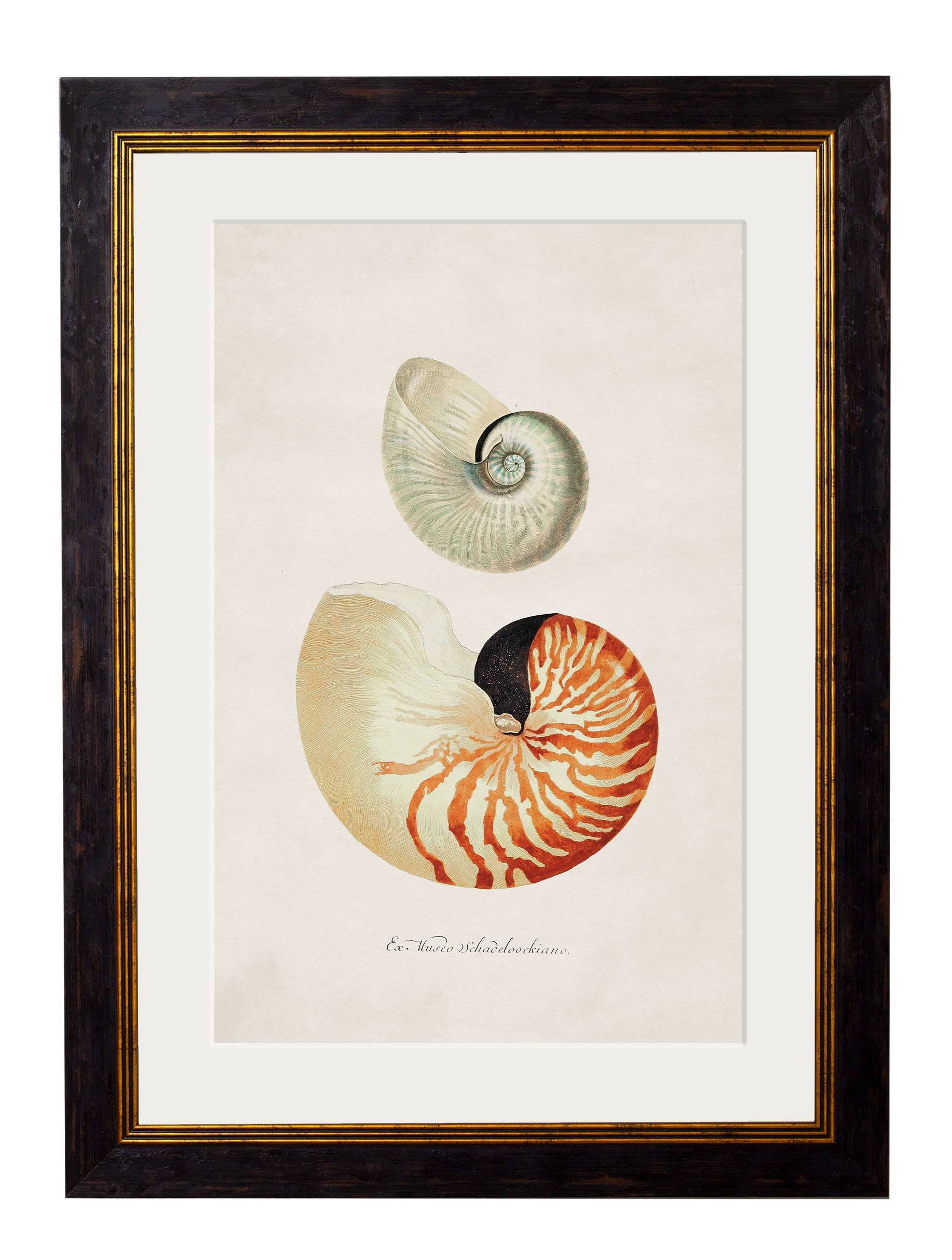 Shop British Made c.1848 Studies of Shells Wall Art Set of 2